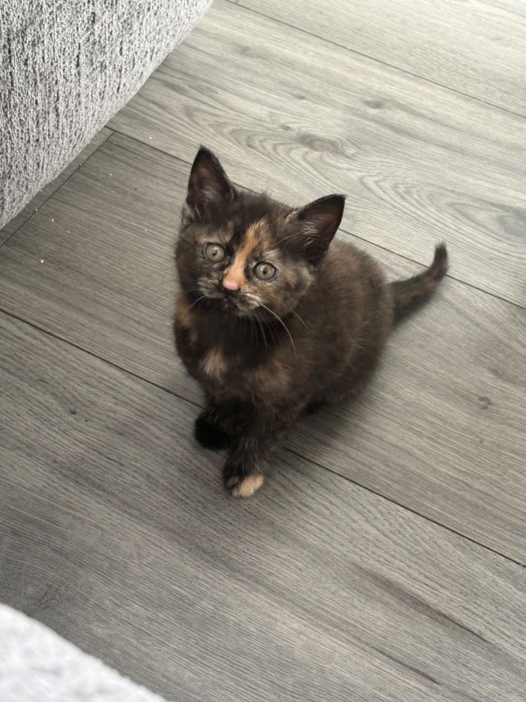 Mixed cat 
