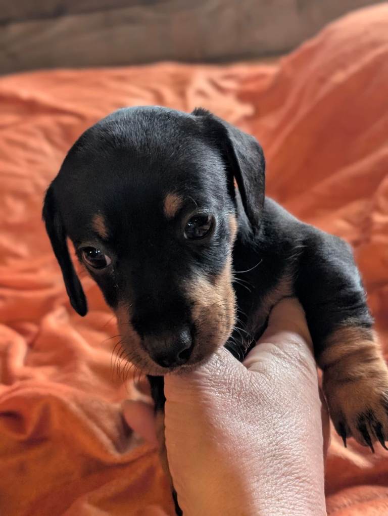 Dachshund puppies 