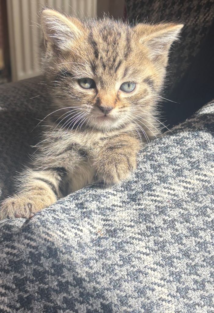 Kittens for sale 