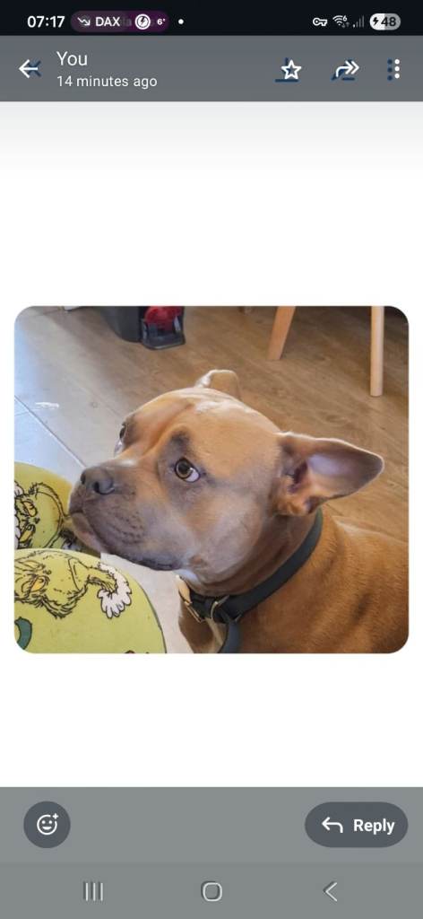 Staffy