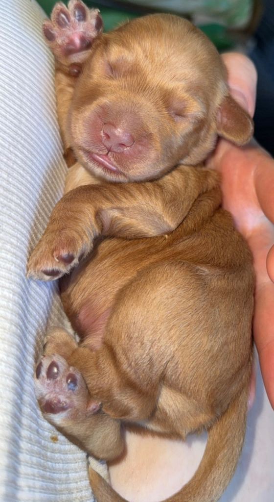  Stunning F2 Cockapoo Puppies – Rich Chocolate & Deep Apricot