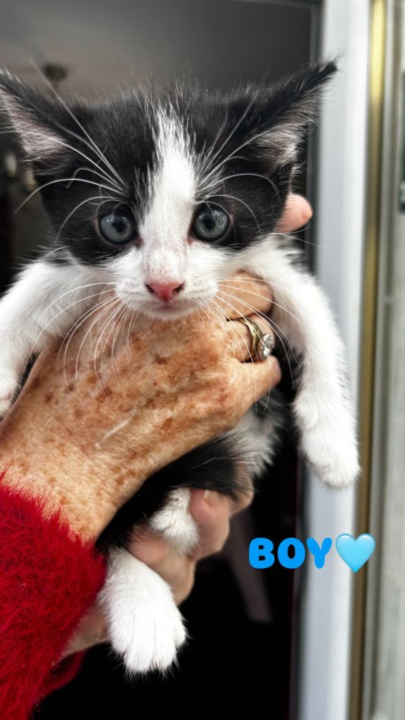 6 Beautiful Kittens - 3 girls, 2 boys Left