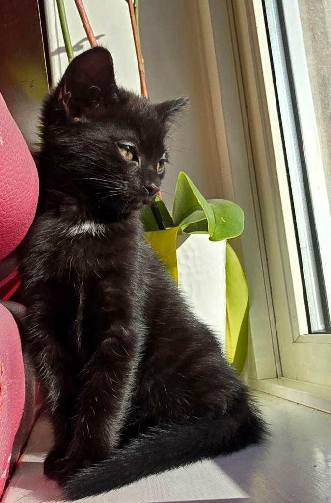 🐾 Cute kittens looking for new homes 🐾
