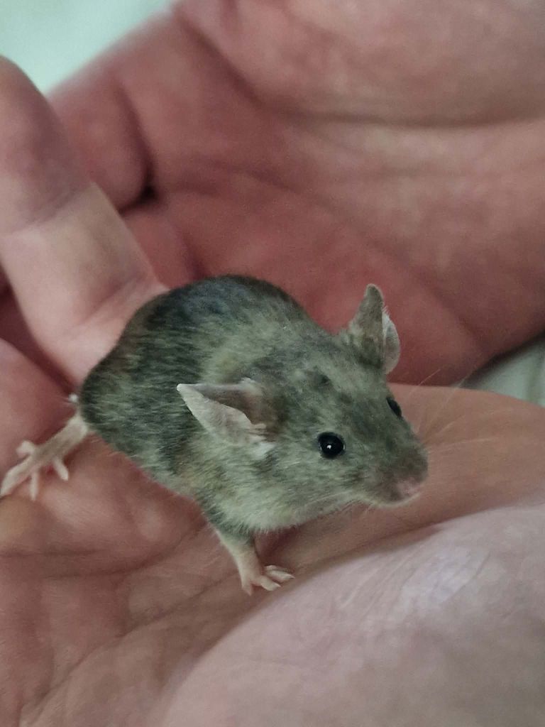Pet mice