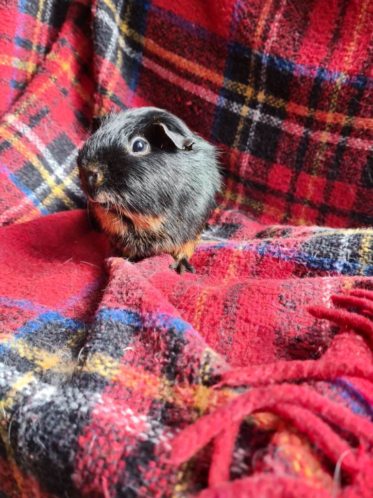 Guinea pigs 