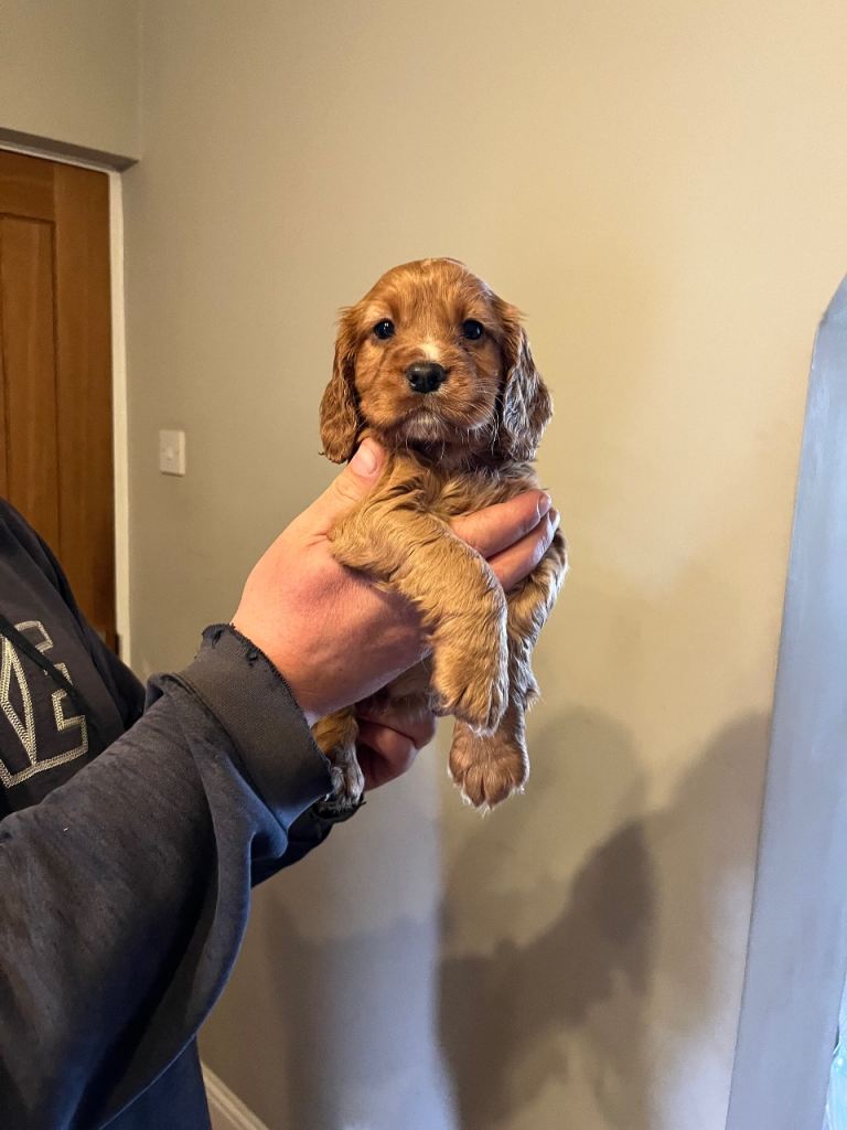 Fox red cocker spaniel pups 