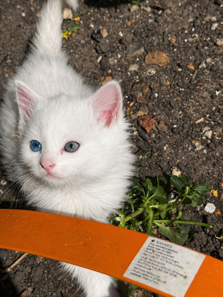 🐾 Turkish Angora Kittens – Ready Now 🏡