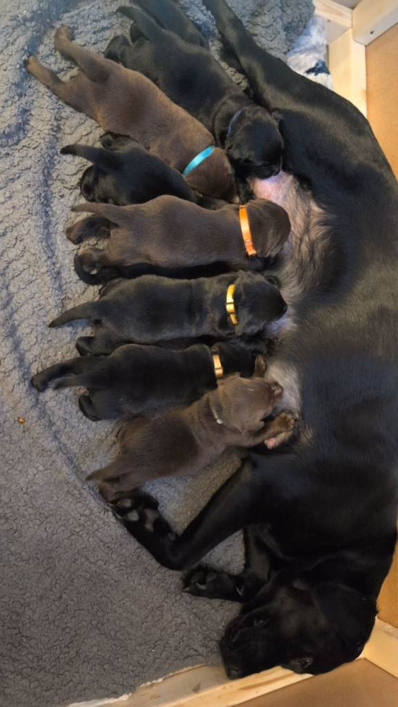 Labrador puppies 