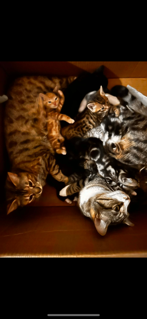 Bengal kittens for sale 