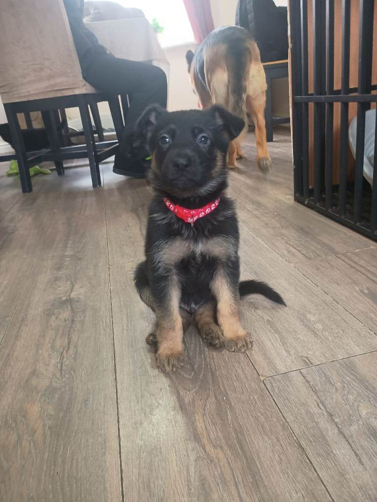 GSD GERMAN SHEPHERD PUPPUES 