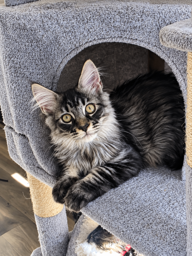    Tested SMA,PK,HCM,Only two left. TICA Registered Maine Coon kittens 