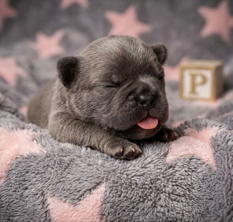 French Bulldog Puppies ( 1 GIRL)