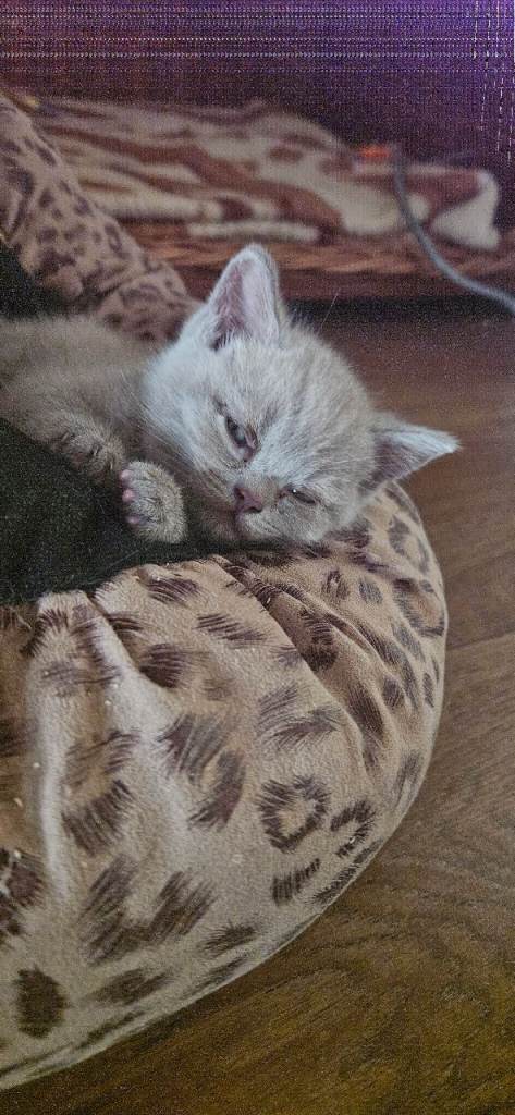 British shorthair kittens.LAST LILAC GIRL left 