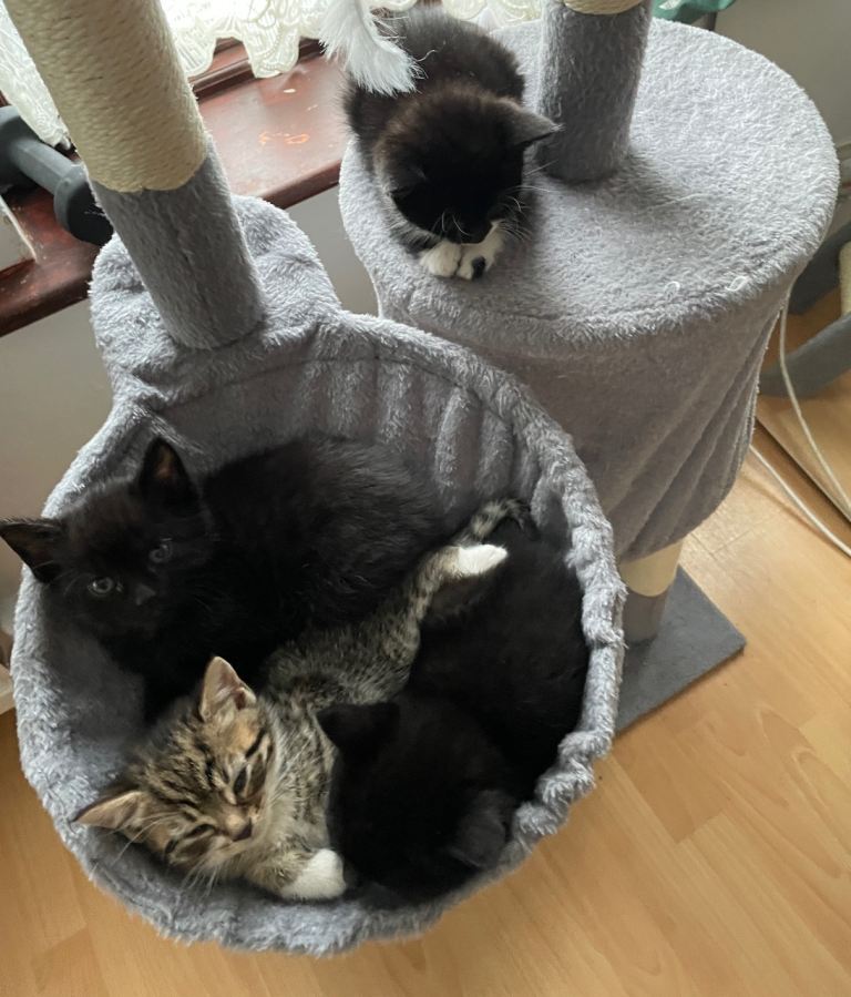 British shorthair mixed breed kittens for Sale