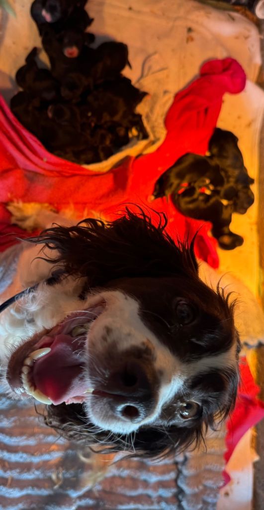 Deposits being take Beautiful Sproodle pups 