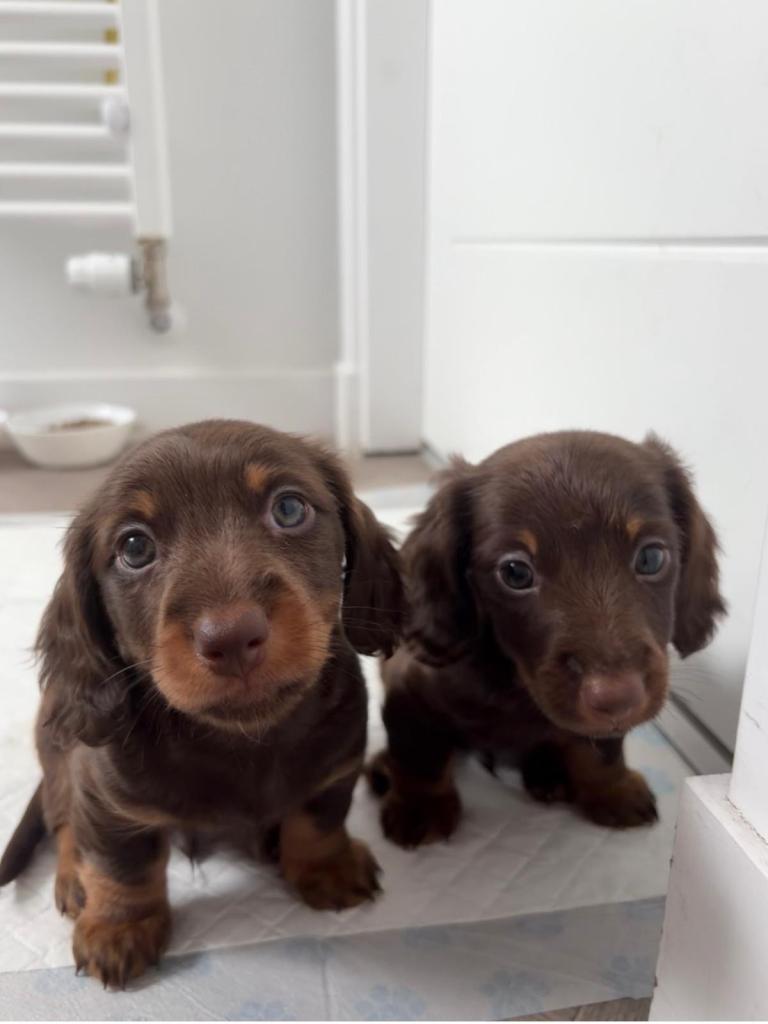Miniature Dachshund’s 