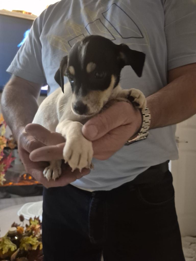 Jack Russell