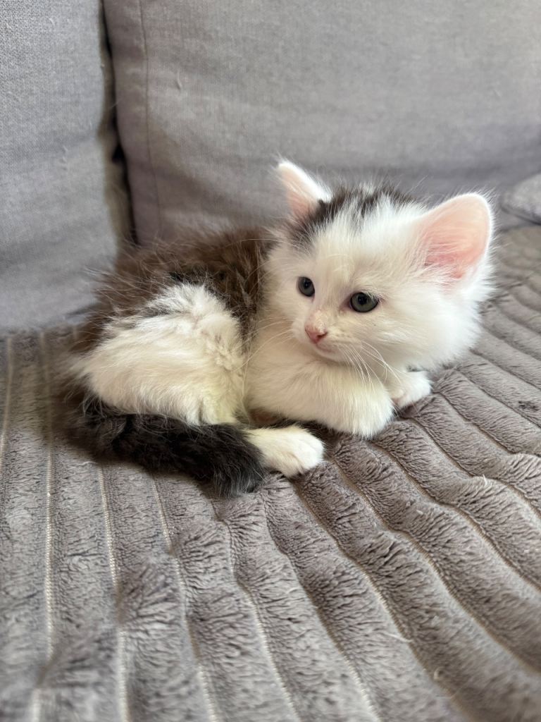 Fluffy kittens for sale