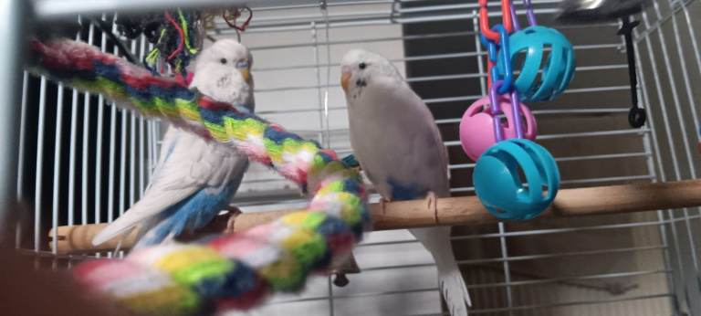 Budgies