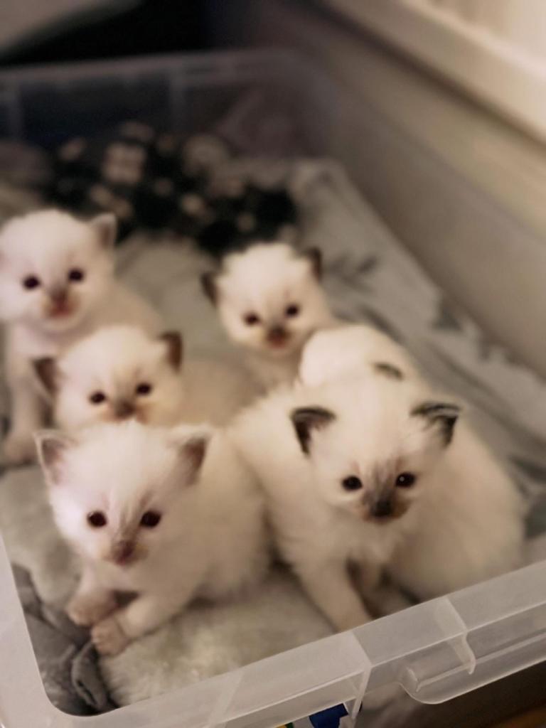 Pure breed ragdoll kittens(3 now reserved)