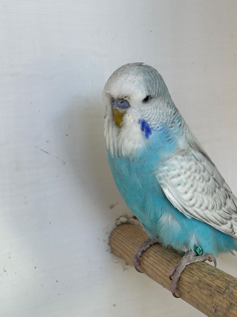 Budgies for sale