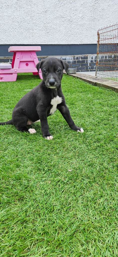 Lurcher pups 
