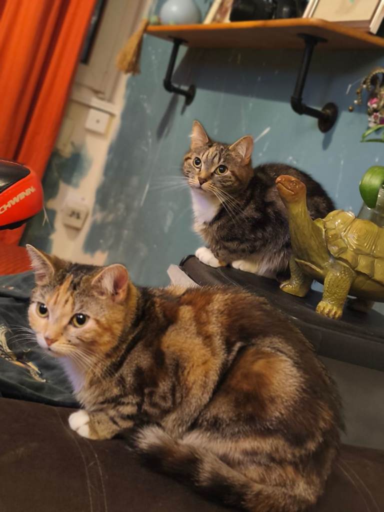 Cats for adoption (urgent), A Mother-Daughter Duo Ready to Fill Your Home with Love!