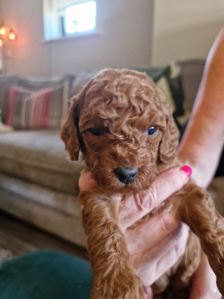 KC registered miniature poodles