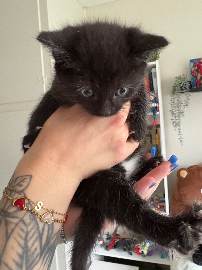 Kittens for sale