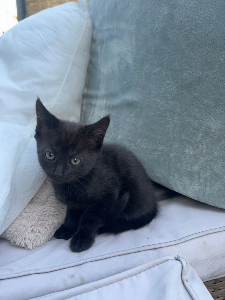 Kitten for sale