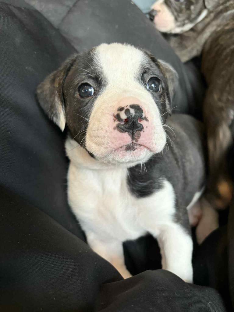 One American Bulldog GIRL puppy available 