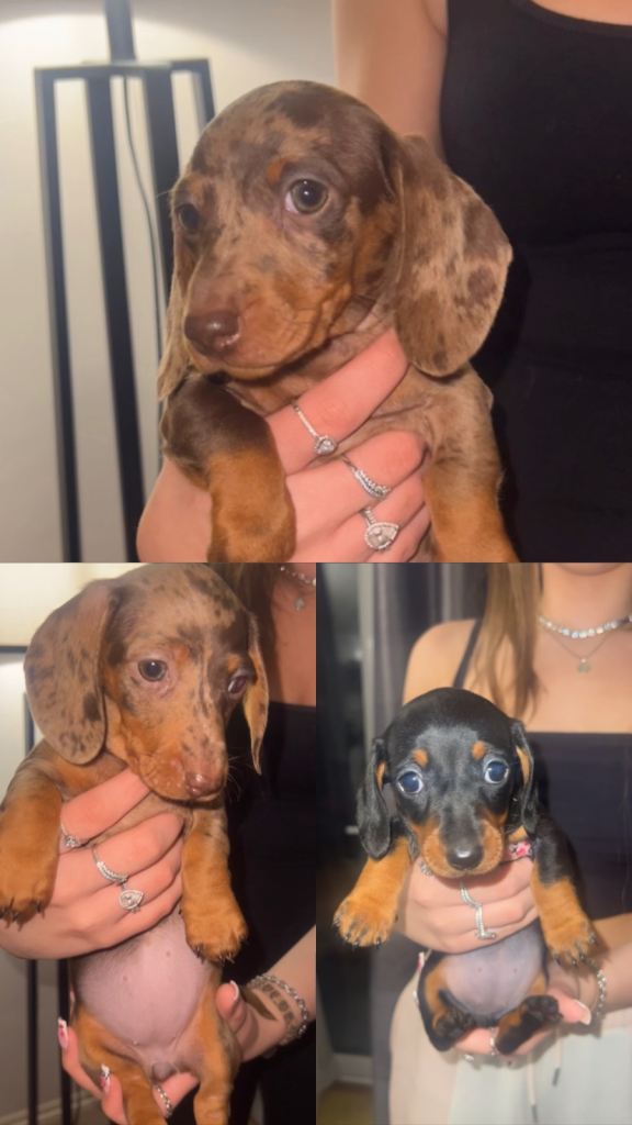 3 Stunning full pedigree miniature dachshund puppies🐾🐶