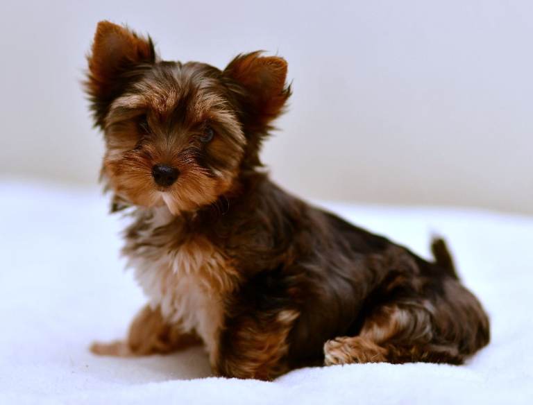 BLUE-EYED BLACKBERRY MERLE YORKIE GIRL FULLY VACCINED