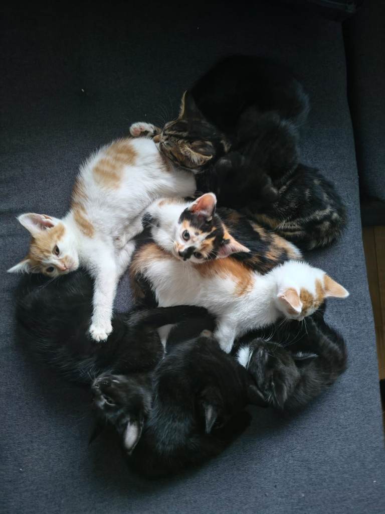 Kittens 