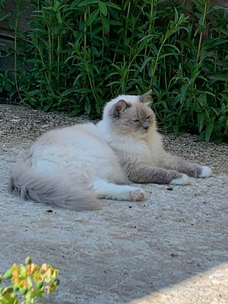 Blue Ragdoll, Ex. Pedigree 7 year old Male