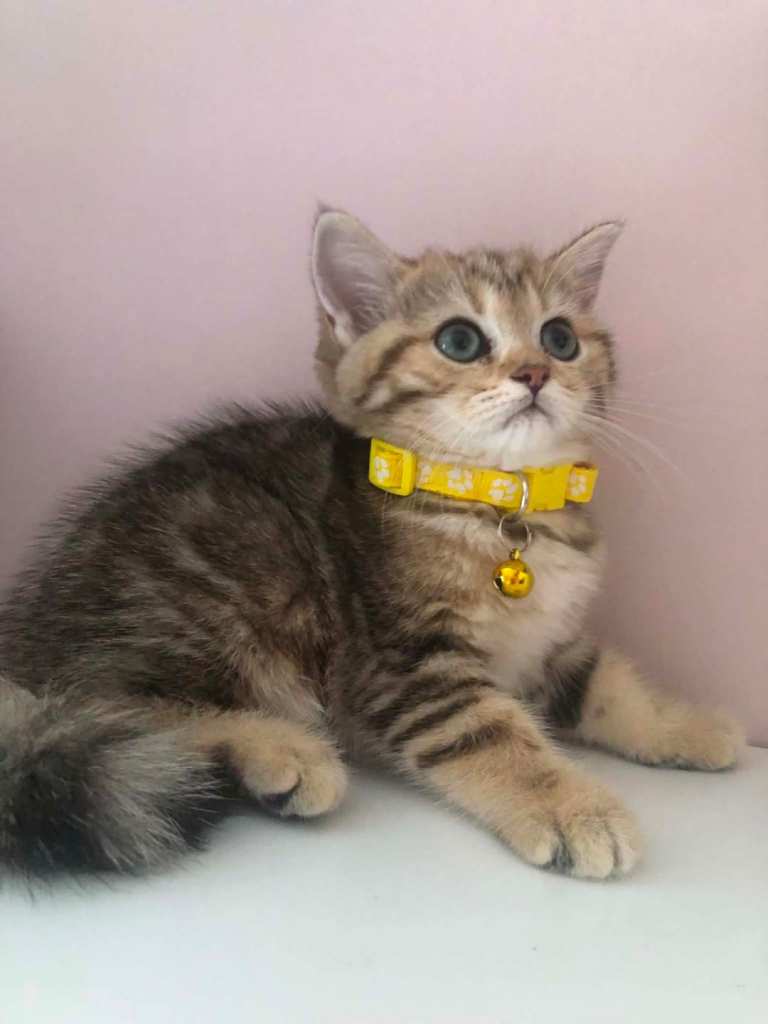 British shorthair kittens