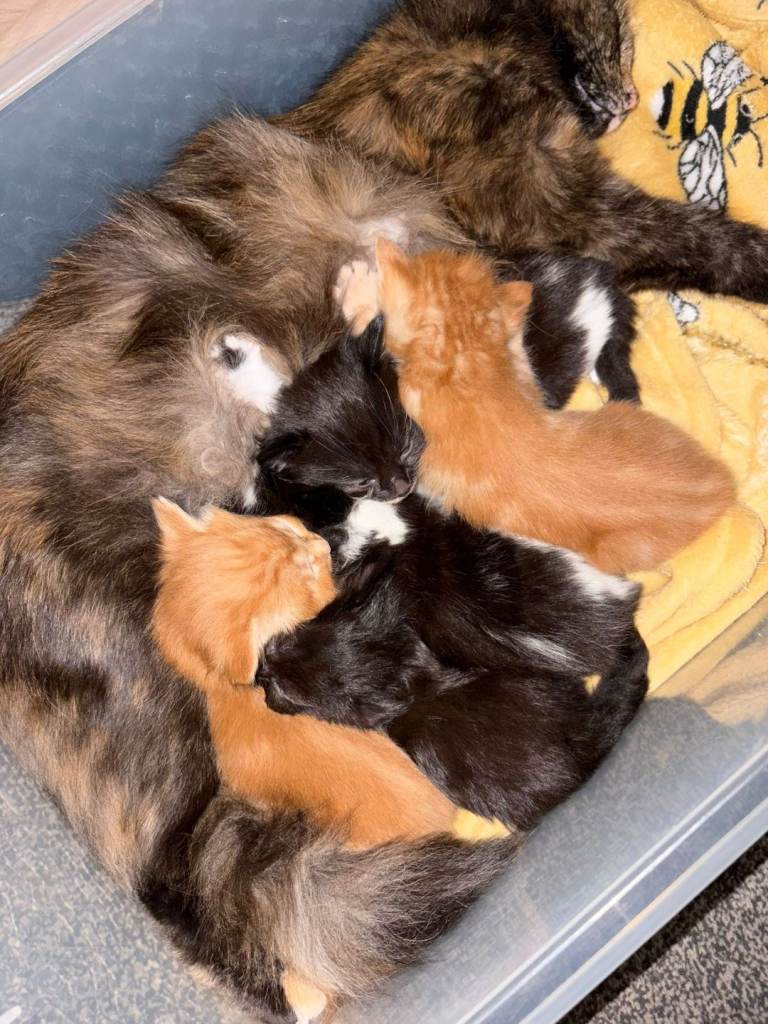 Long hair kittens 