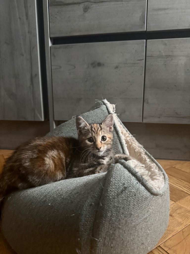 Baby Kittens For Sale 