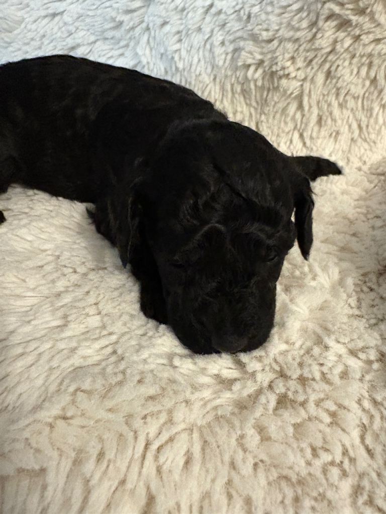 1 beautiful cavapoo puppy looking for her forever home