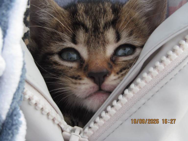Pretty kitten 8 weeks, healthy clean and litter trained