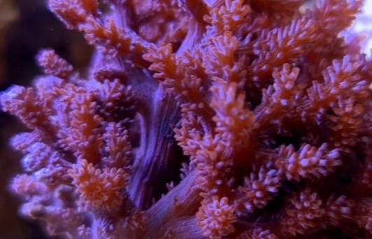 Kenya soft coral marine aquarium 