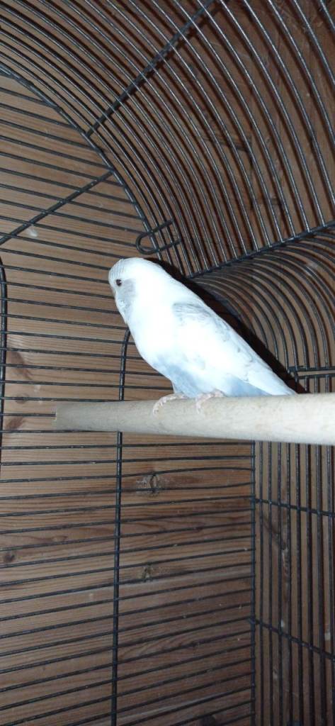 Budgie, Barbary dove, Quail's 