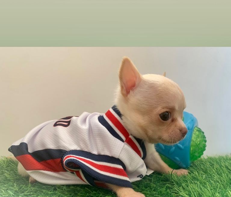 Tiny chihuahua puppies