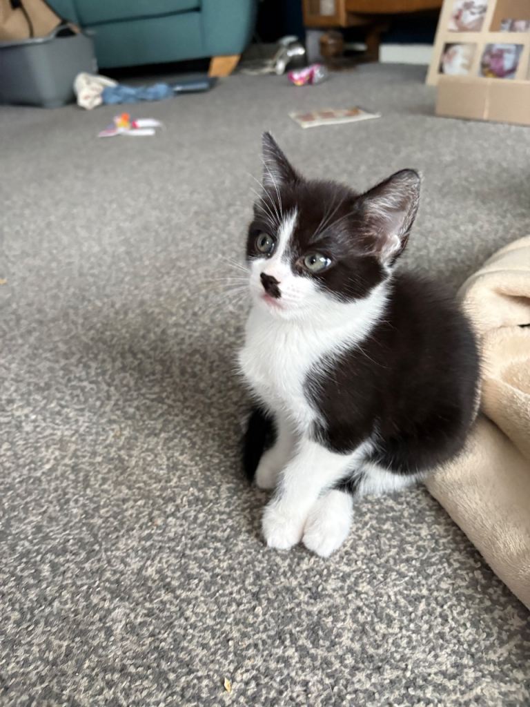 Kitten 