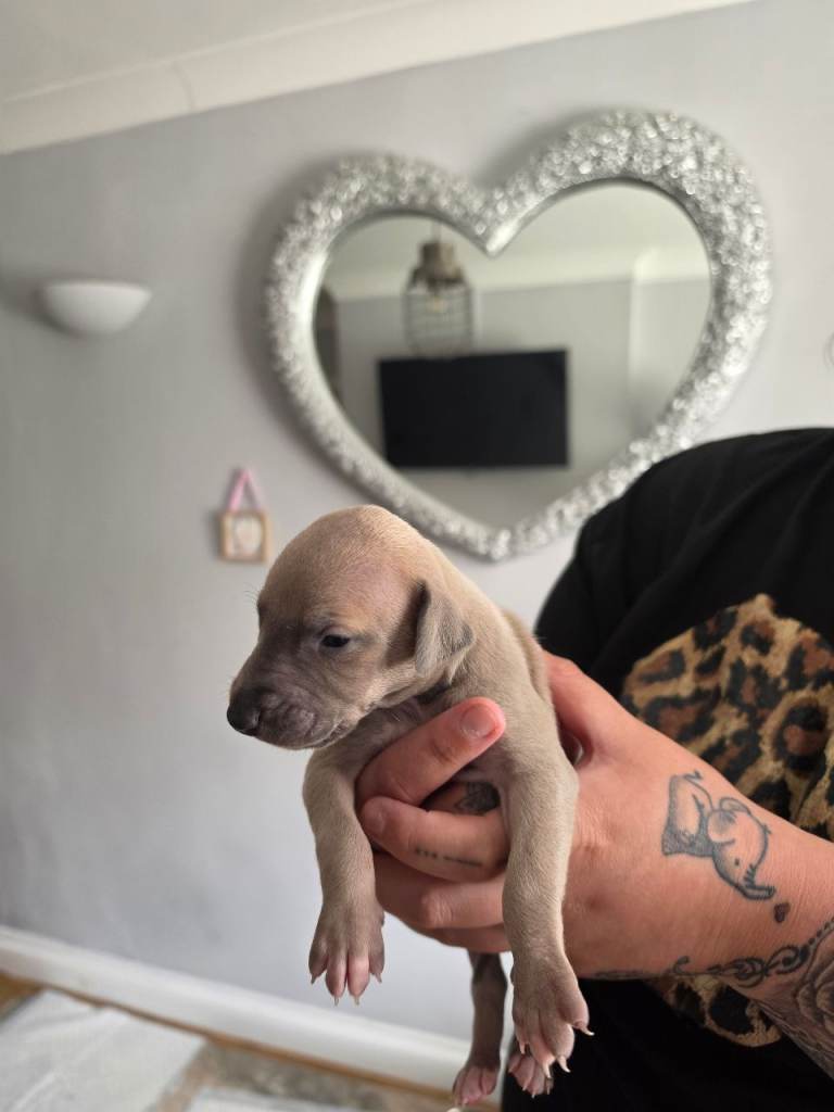 Whippets puppies