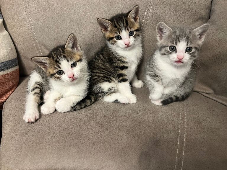 Beautiful gorgeous kittens 