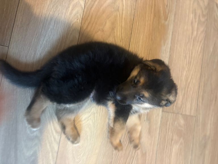 German Shepherd Puppies