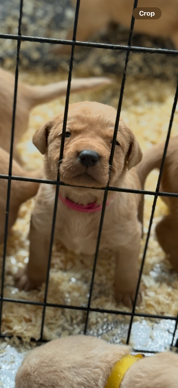 Fox red/golden Labrador pups 