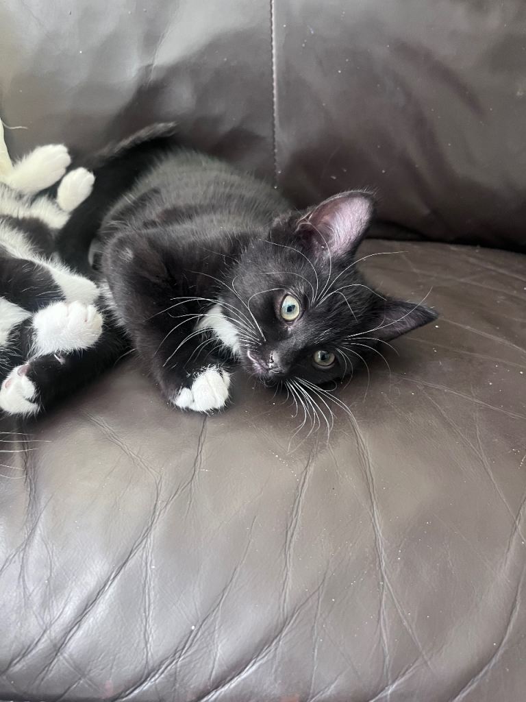 Kittens for sale