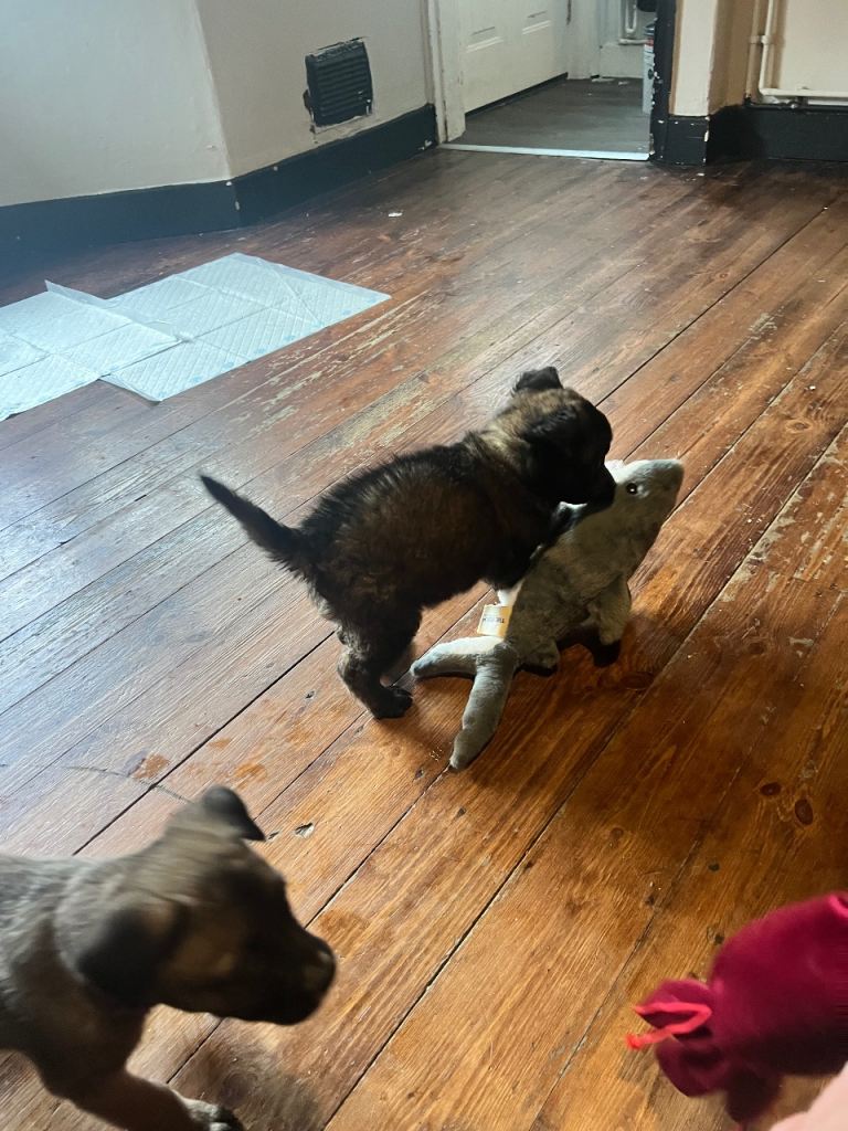 Belgium Mali x shepherd 